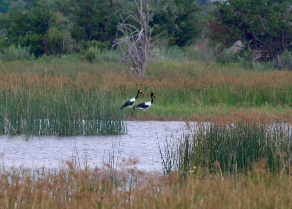 Saddle Billed Storks, Okavango