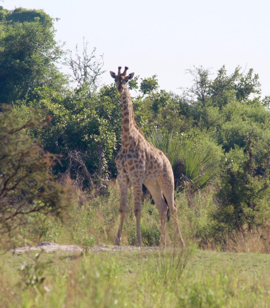 Giraffe Okavango Delta