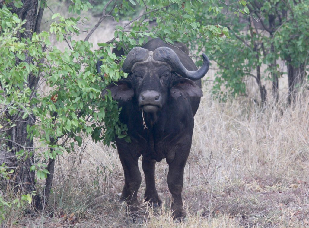 Buffalo Kruger Park