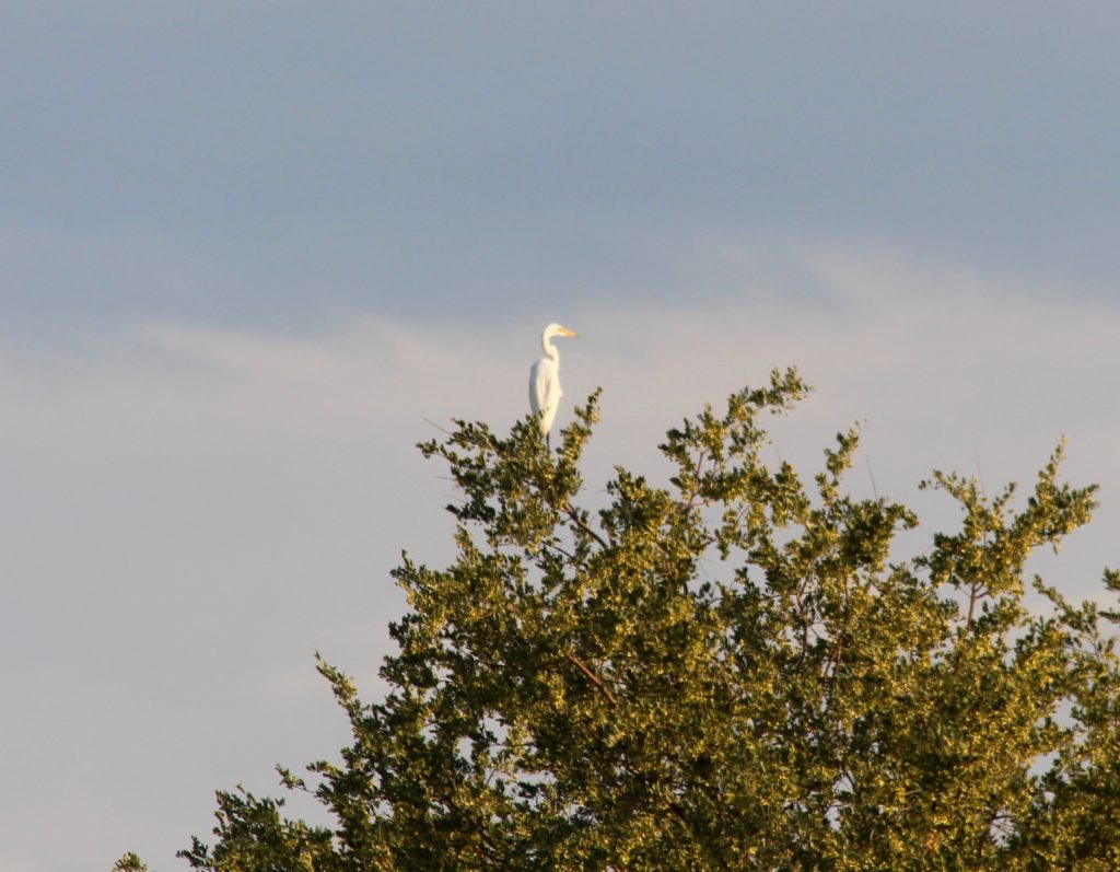 Okavango bird