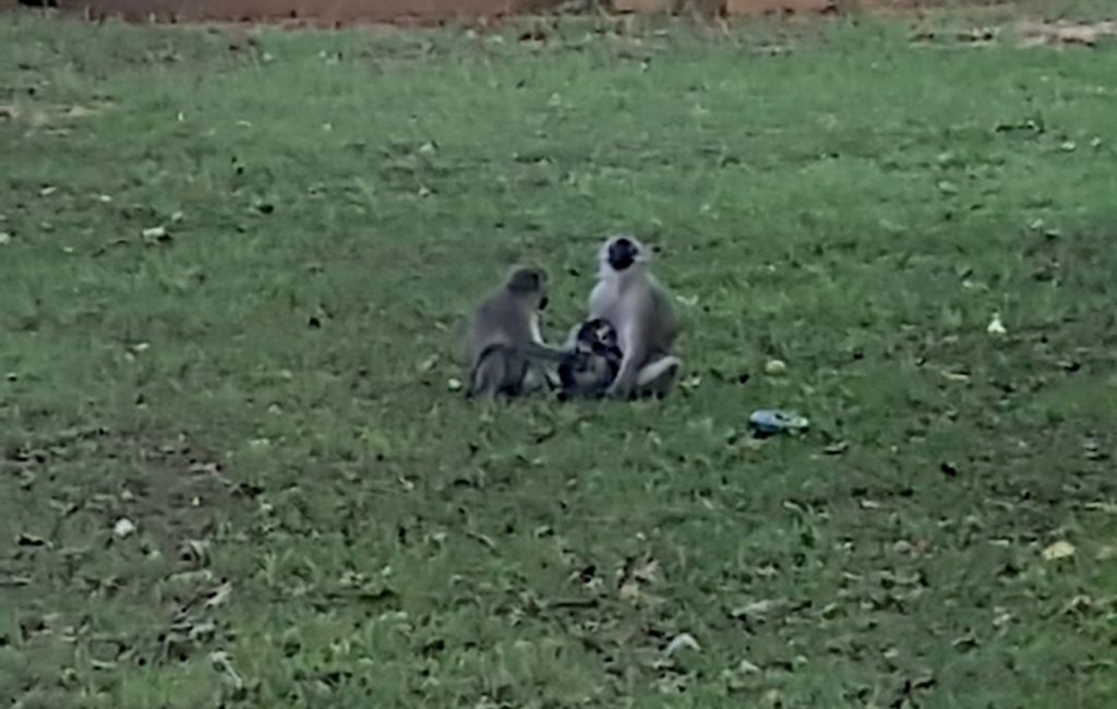 Vervet Monkeys, Skukuza Kruger