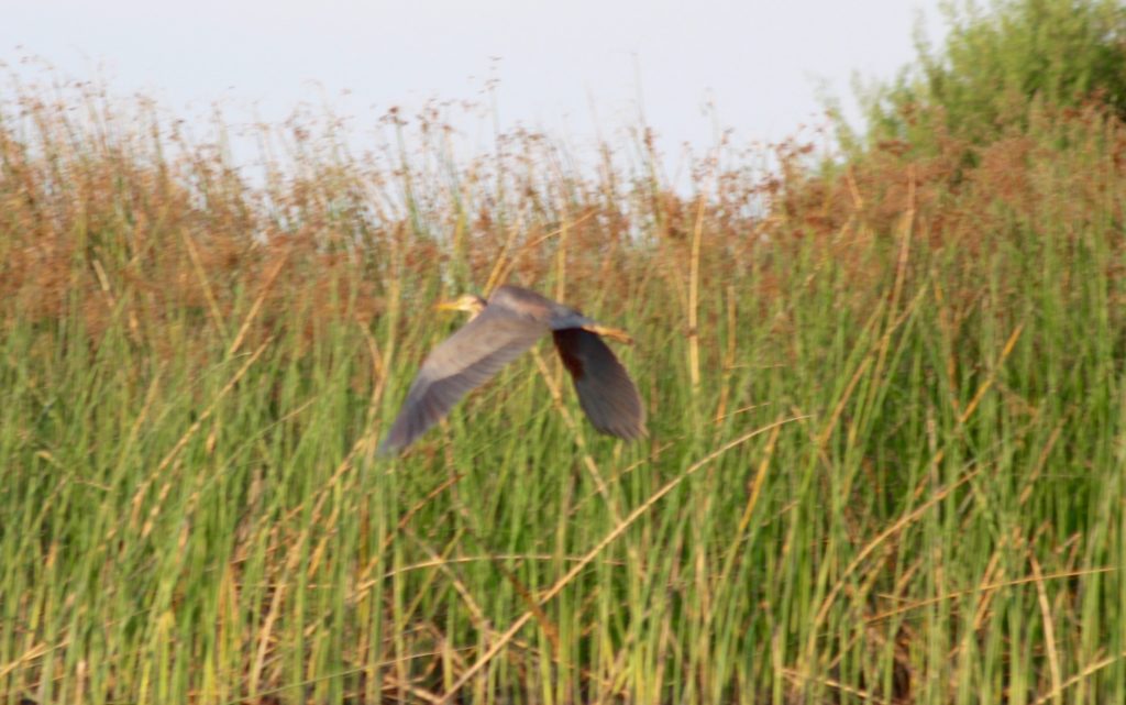 Heron flying Okavango