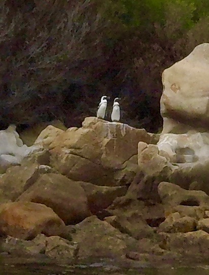 Kayaking With Penguins on the Western Cape