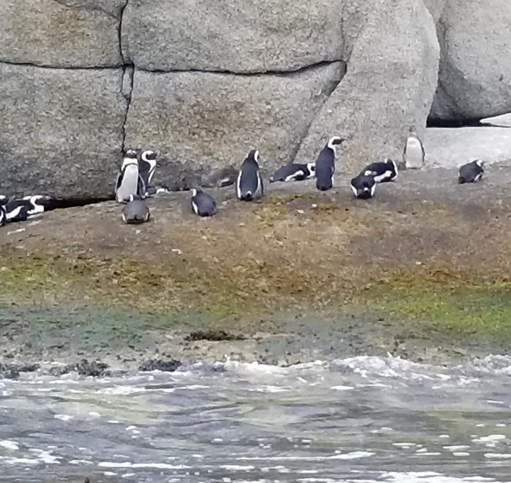 kayaking with penguins Simon's Town