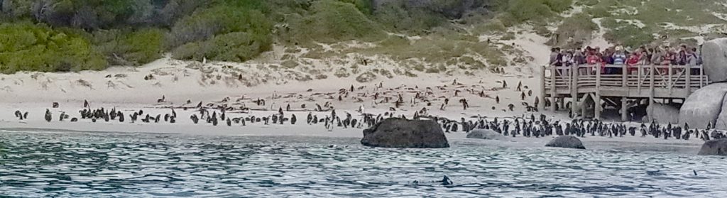 penguins Simon's Town