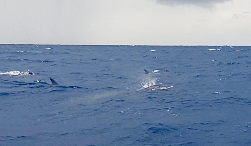 Swimming with Dolphins in Utila