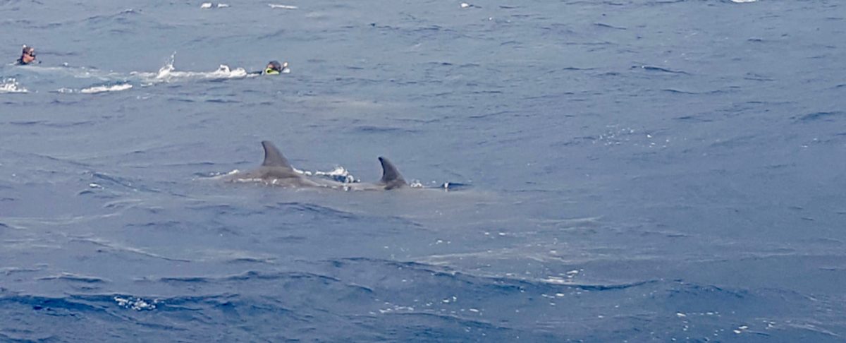 Swimming with Dolphins in Utila