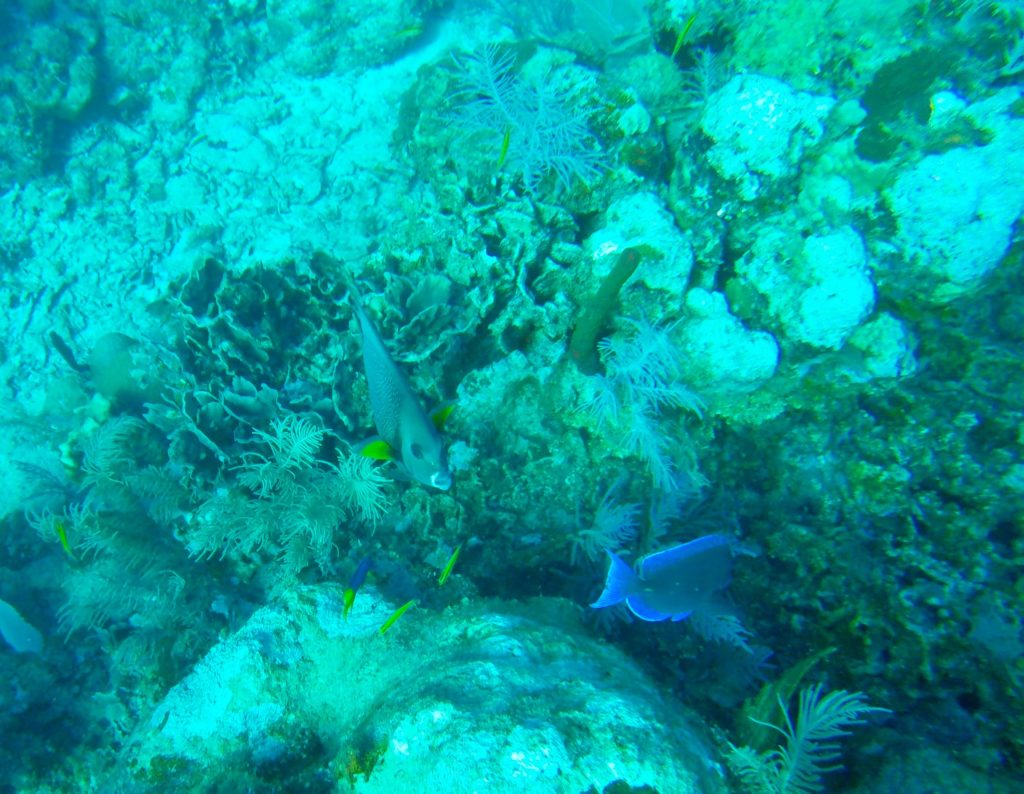 Angelfish Utila