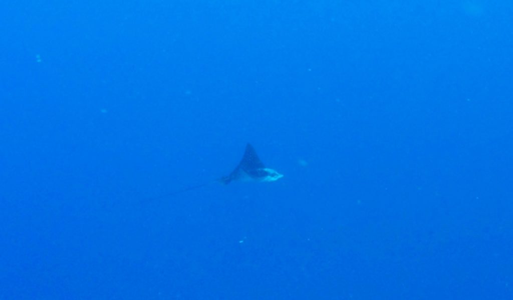 Day trip to Roatan eagle ray