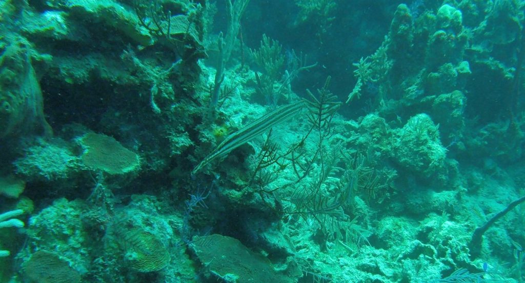 Trumpetfish Utila Diving Photos