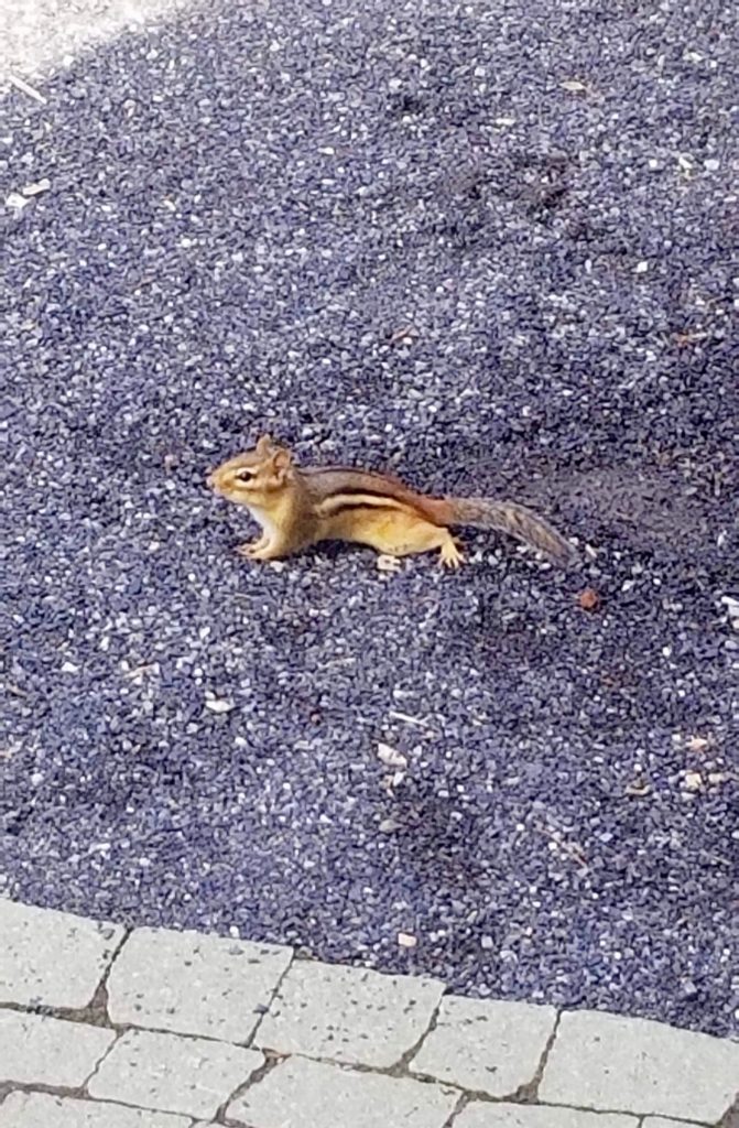 chipmunk on a trail