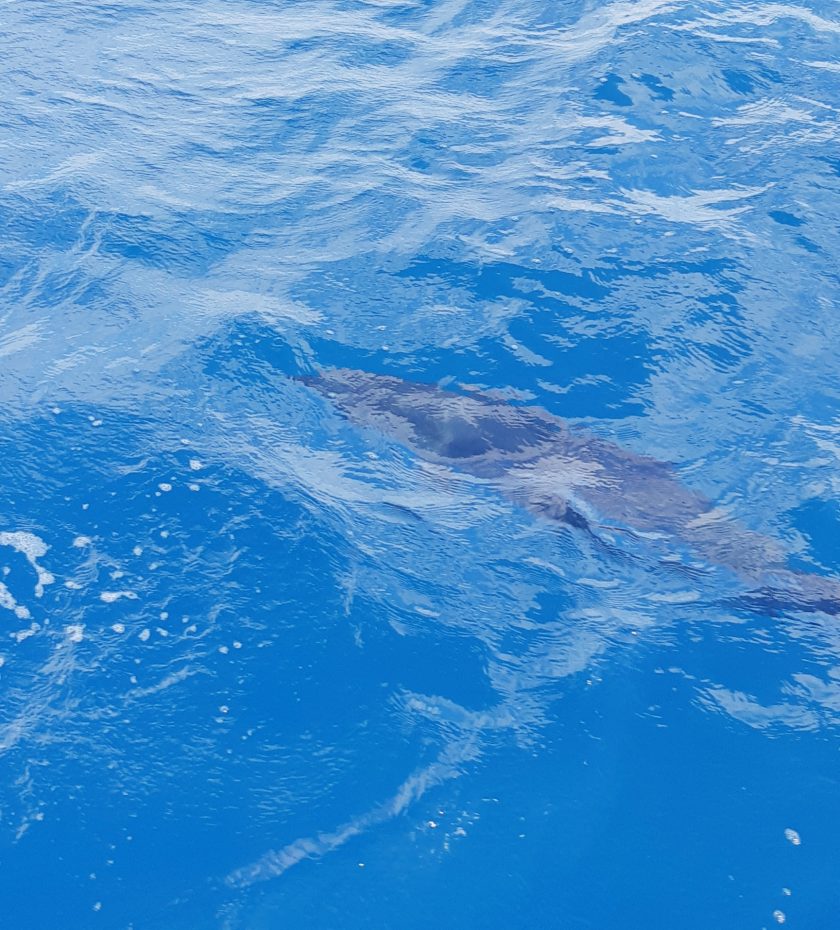 Dolphin swimming Sava sailing 