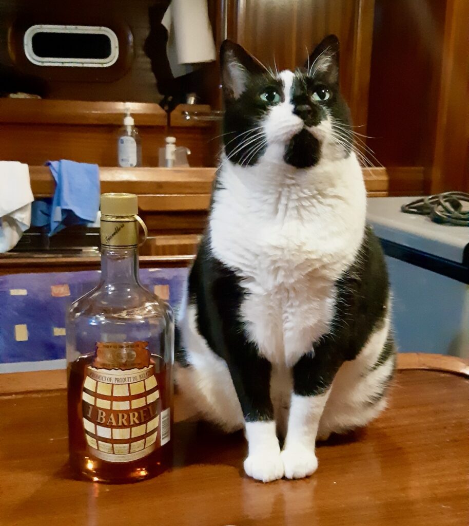 Cat with bottle of rum