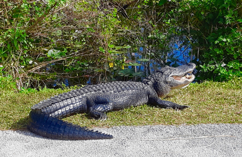 alligator in The Everglades