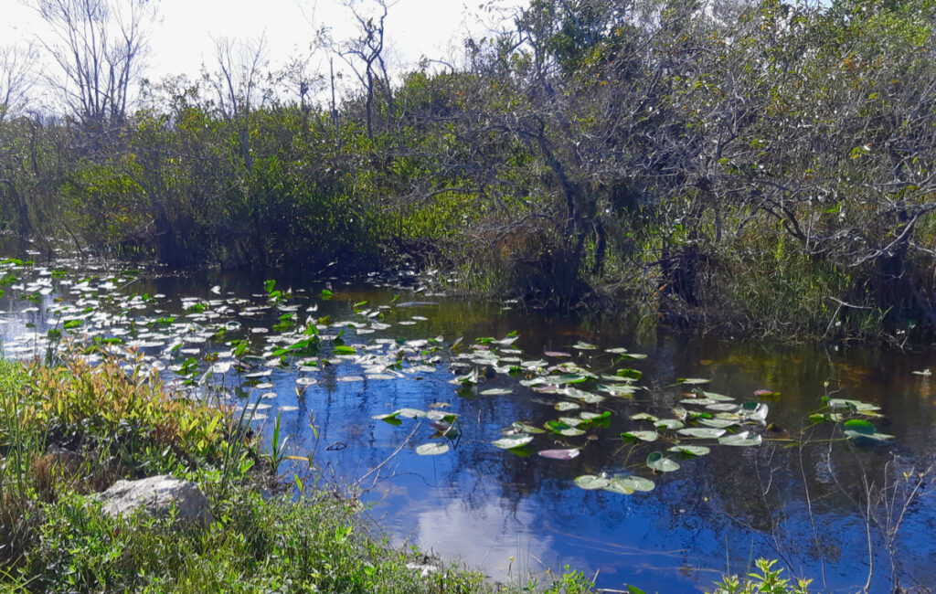 lily pad water, Florida Everglades