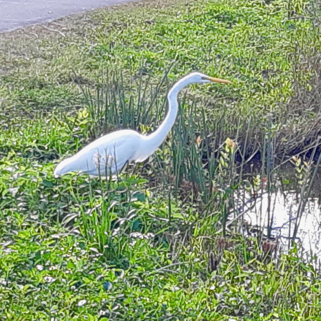 Bird watching in The Everglades