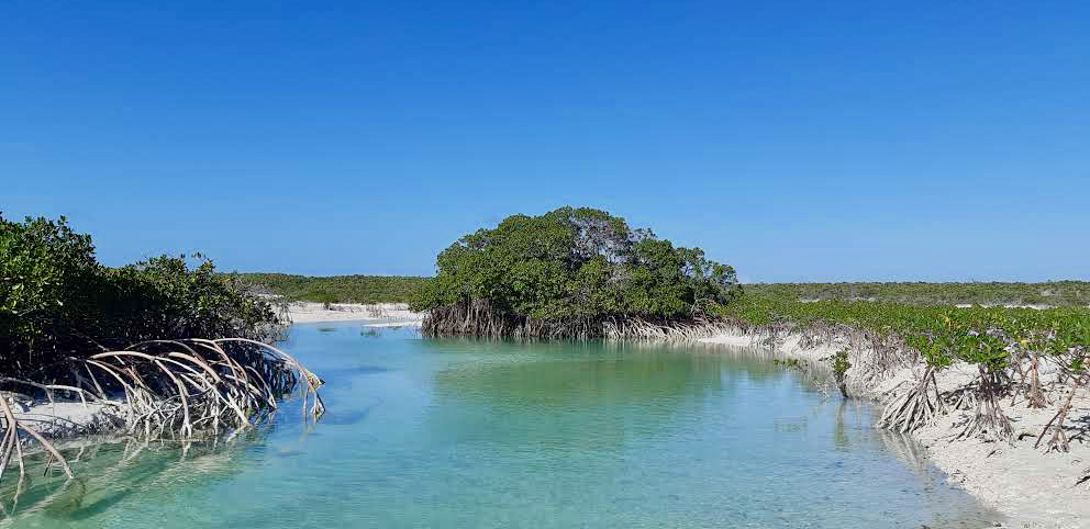 Mangrove, Bahamas