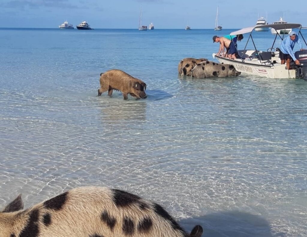 Pig Beach Bahamas