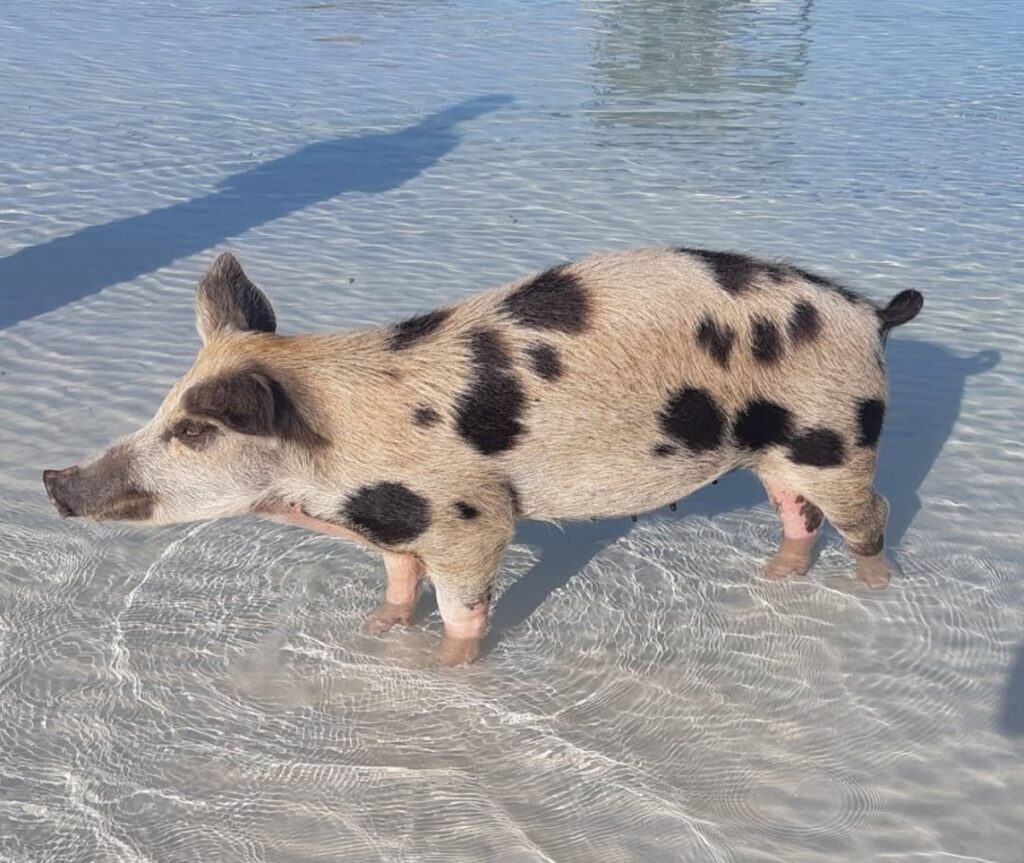 pig, pig beach, Bahamas