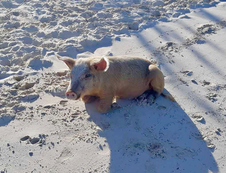 Pig in the sand, Exumas, Pig Beach, Bahamas