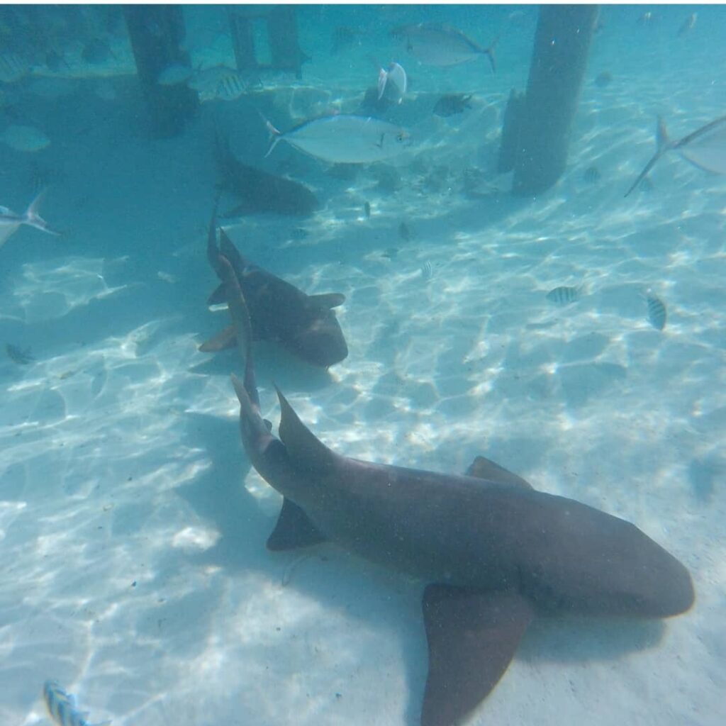 Sharks Compass Cay Bahamas