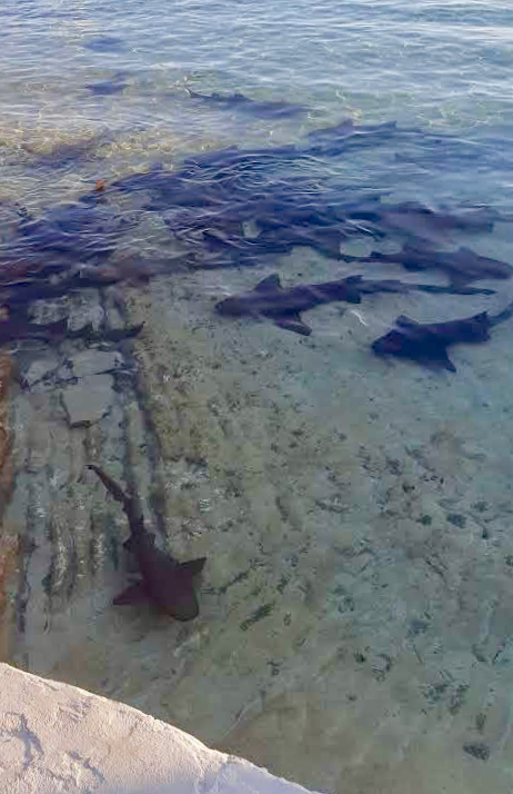 Sharks in Bahamas