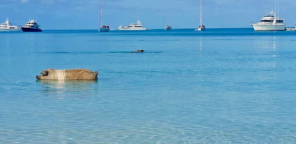 Swimming With Sharks and Pigs in Exumas