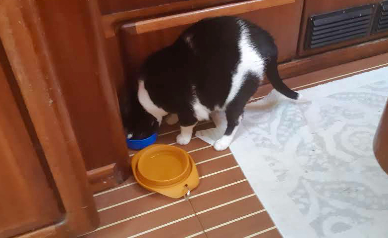 Domino, cat on a boat