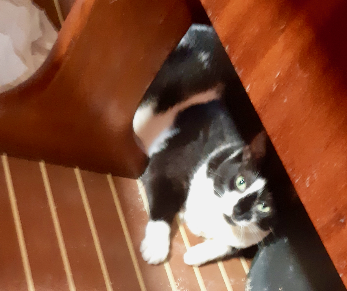 Domino under salon table