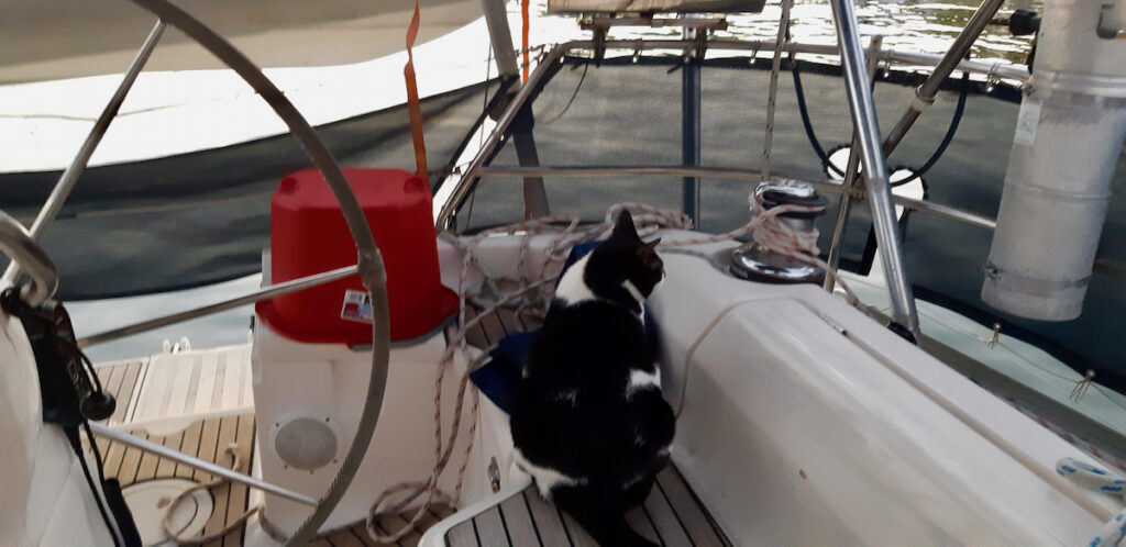 Domino, cat on the boat