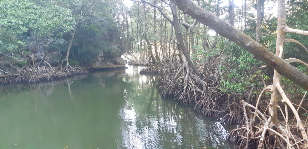 mangrove river