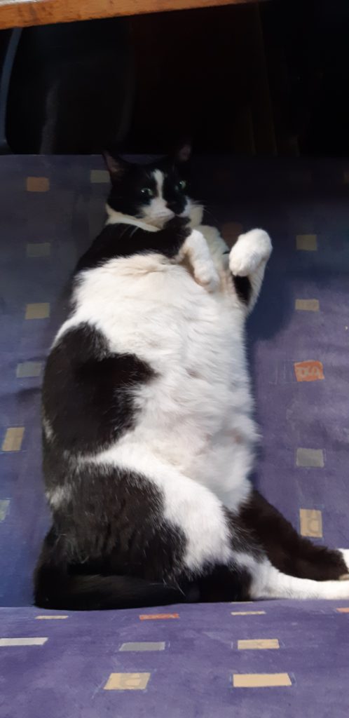 Domino the tuxedo cat and her furry belly