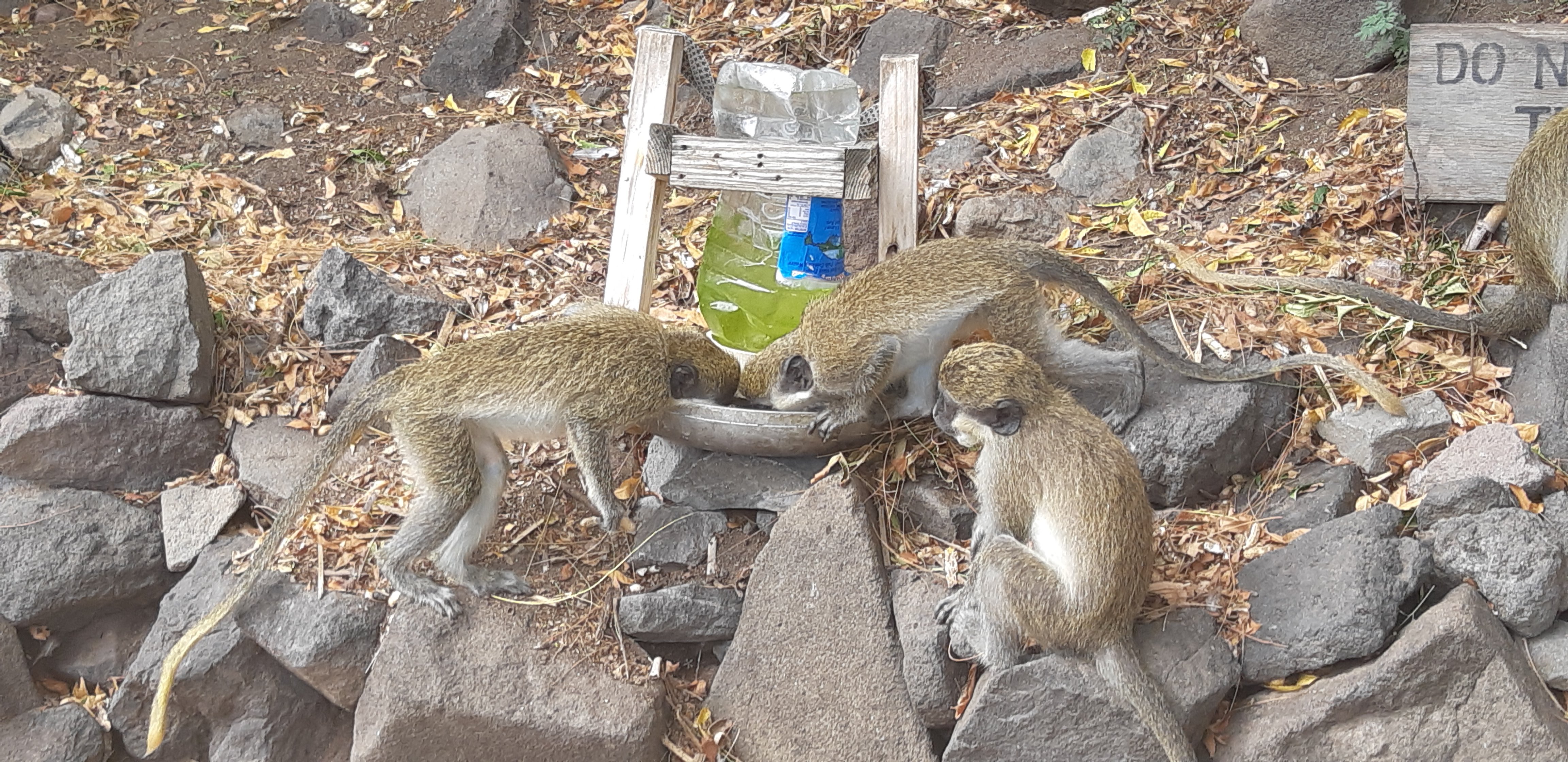 monkeys St. Kitts