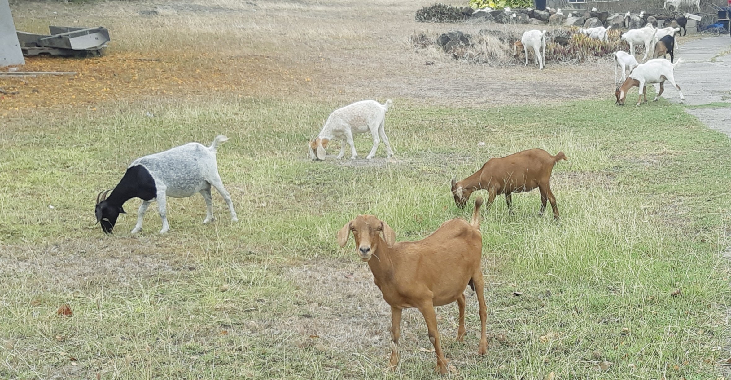 goats Nevis