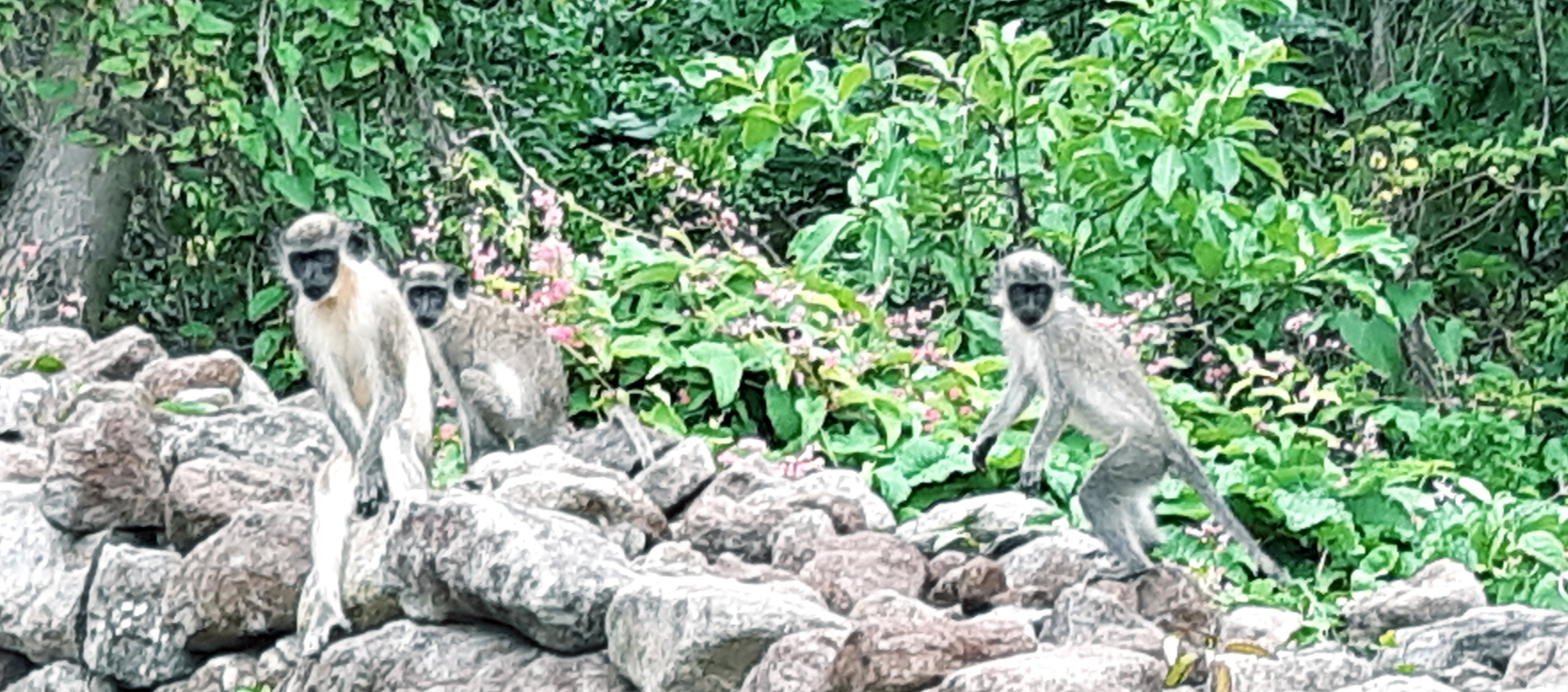 monkeys on Nevis