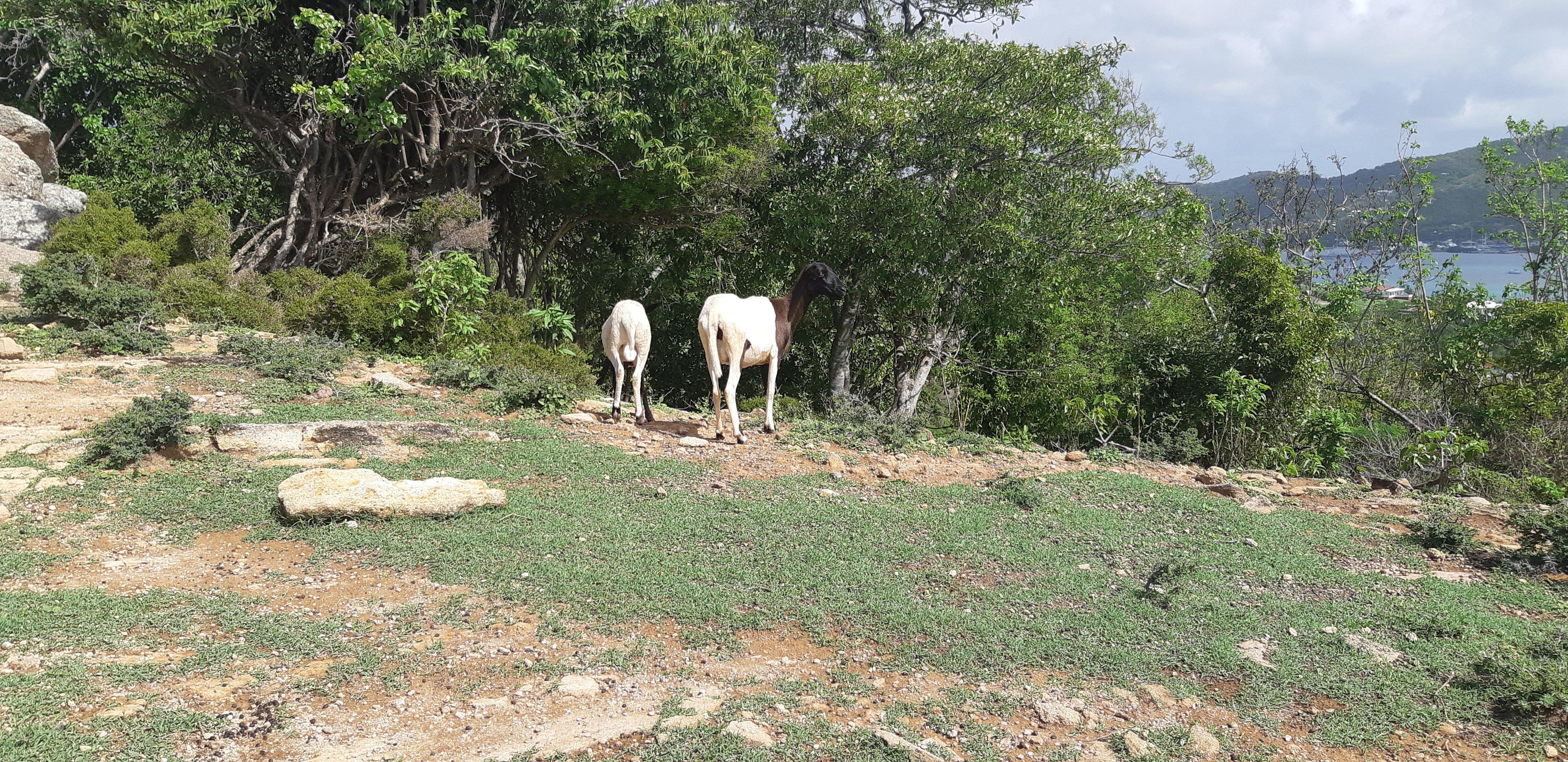 Goats on the hike at Nelson's Dockyard