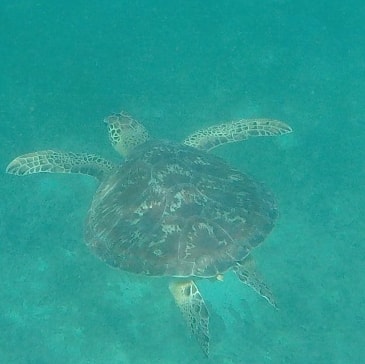 Turtle swimming while we are enjoying English Harbour Antigua