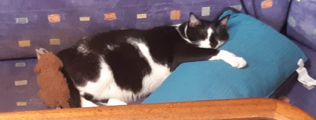 Domino, black and white cat, cuddling a pillow