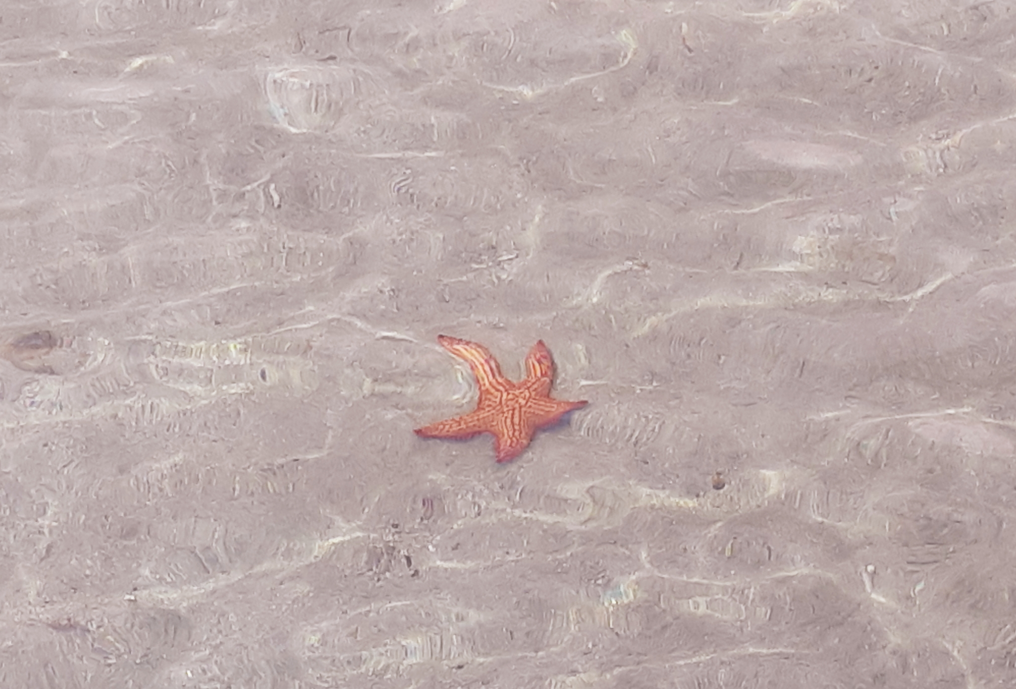 starfish on the beach in Martinique