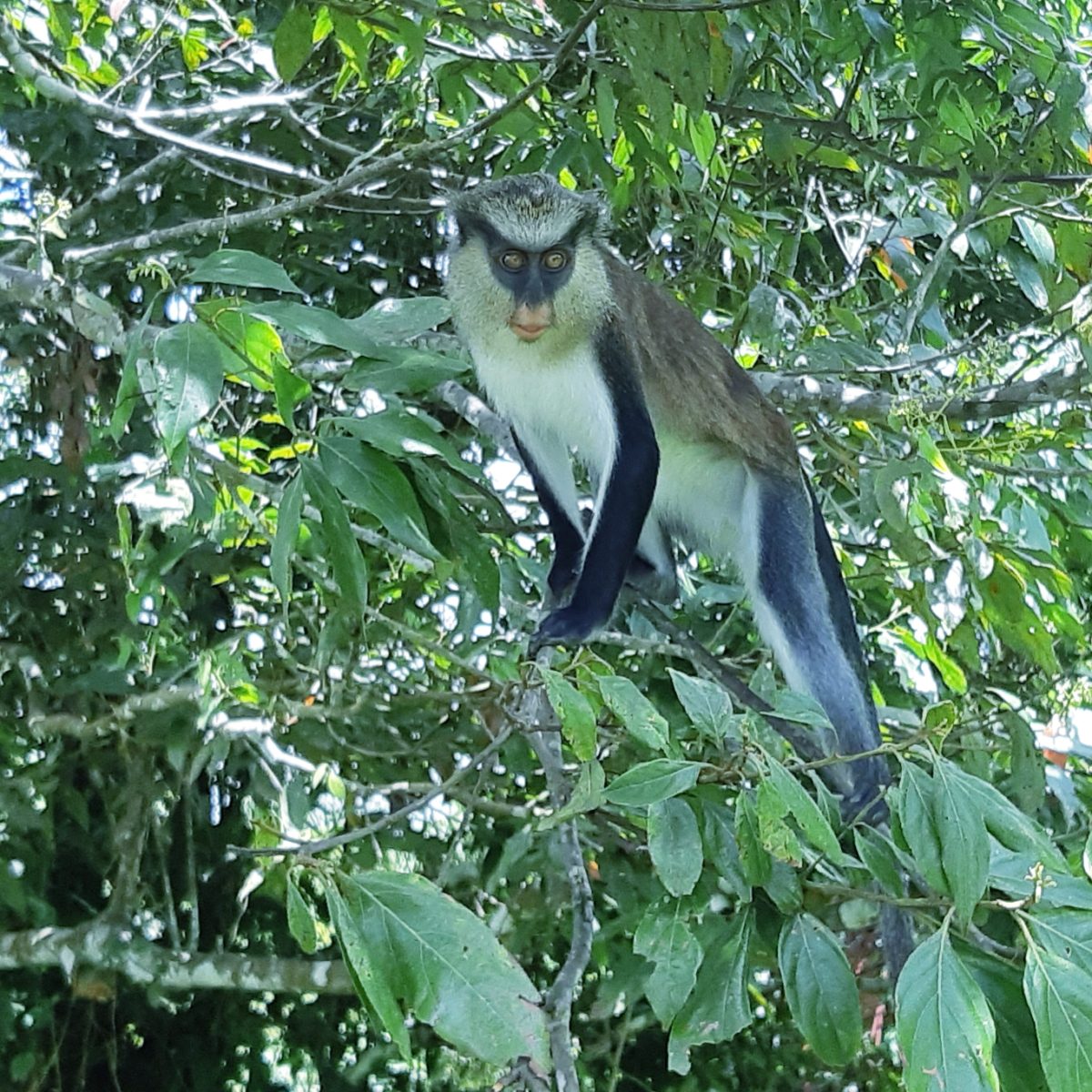 Mona Monkey Grenada