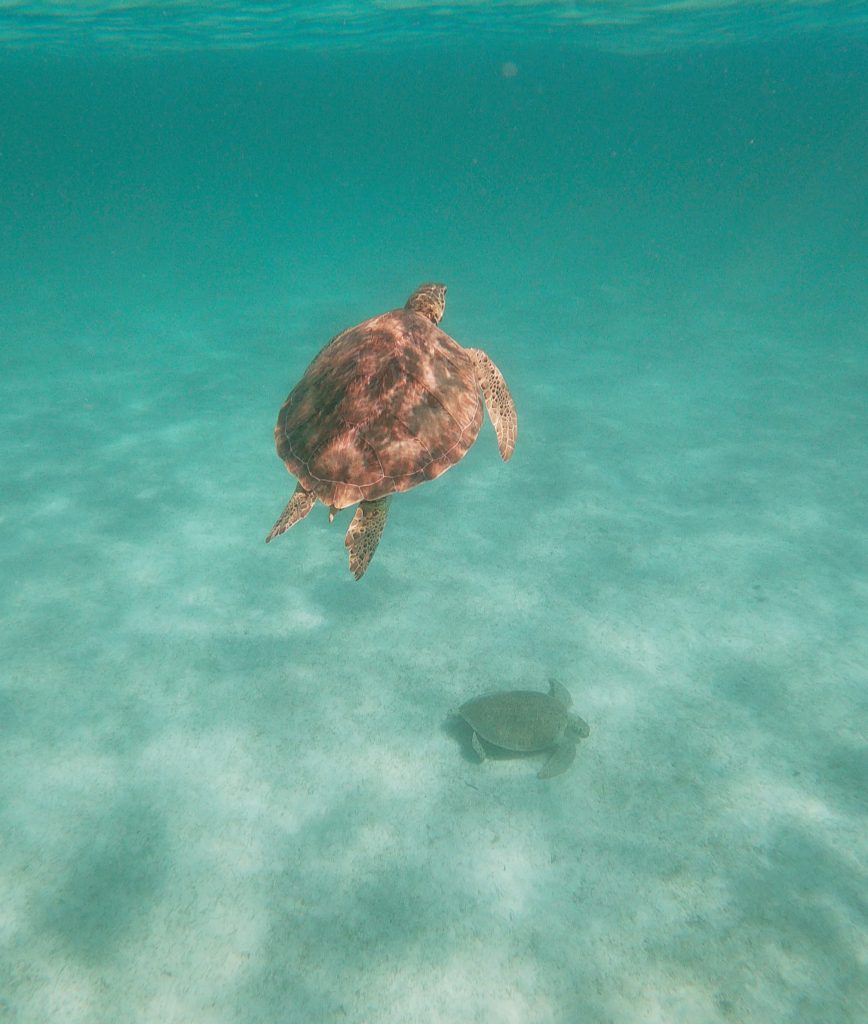 turtle Tobago Cays