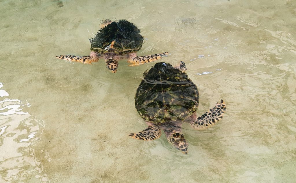 turtles Old Hegg best of the grenadines