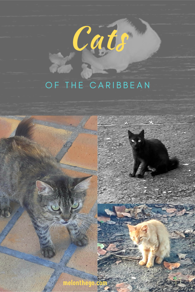 Cats of the Caribbean pin