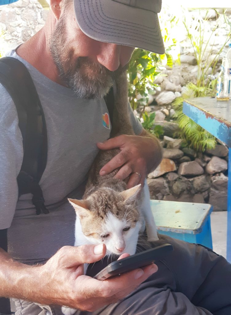 cats of the Caribbean