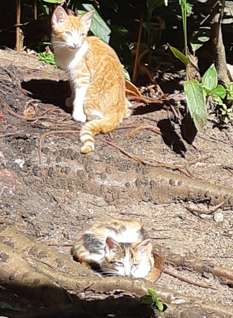 cats of the caribbean