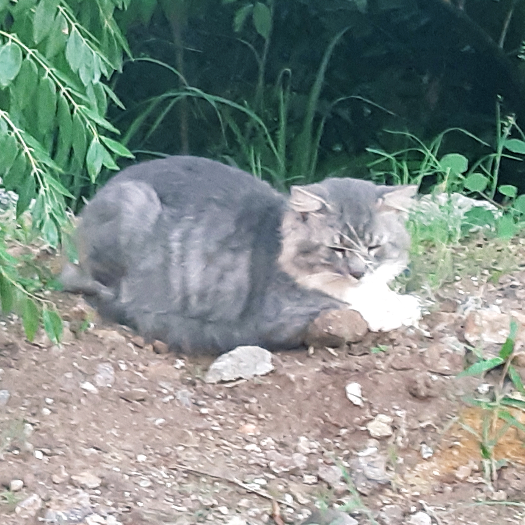 Cat in Martinique