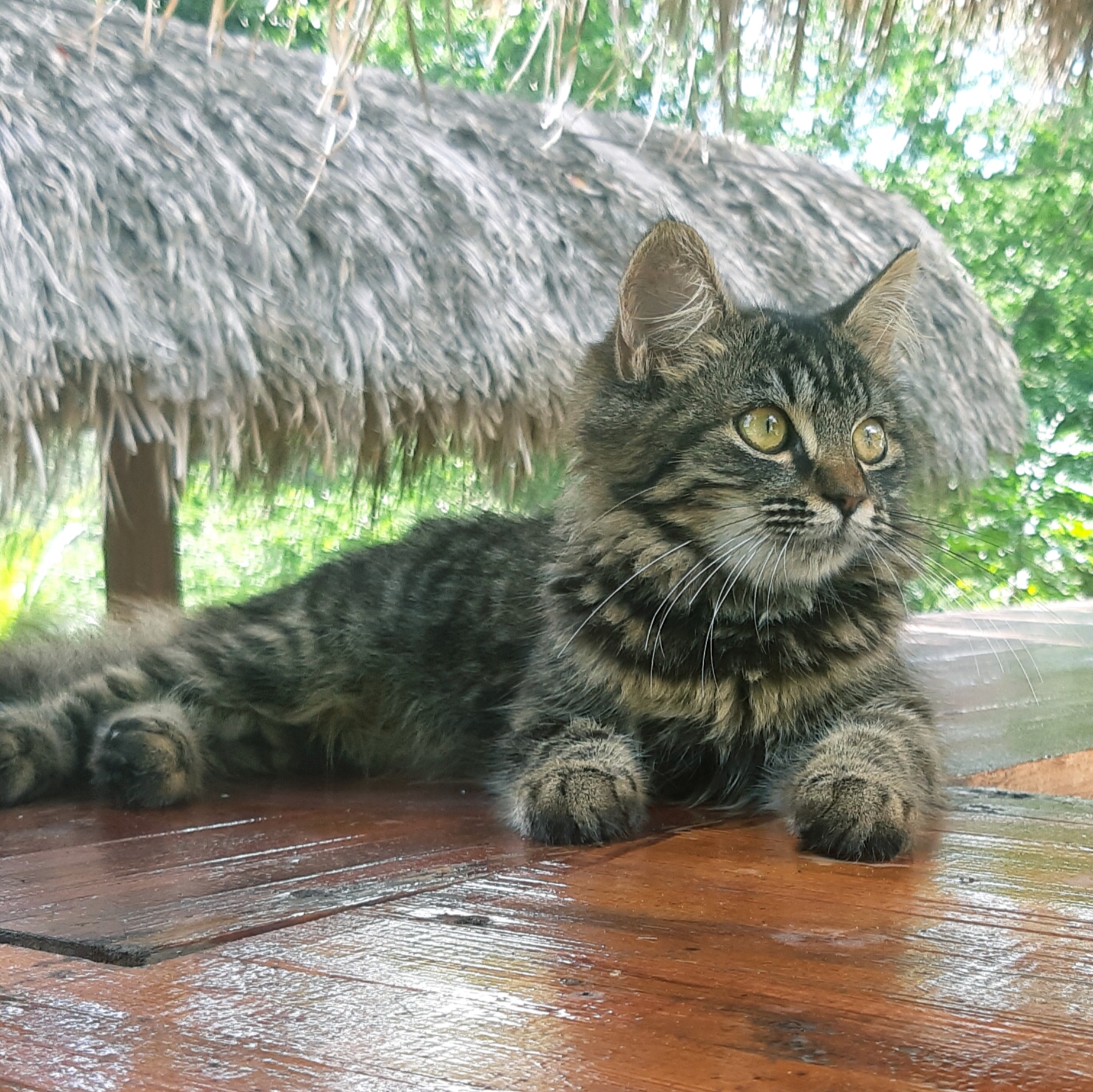 Cat at juice bar