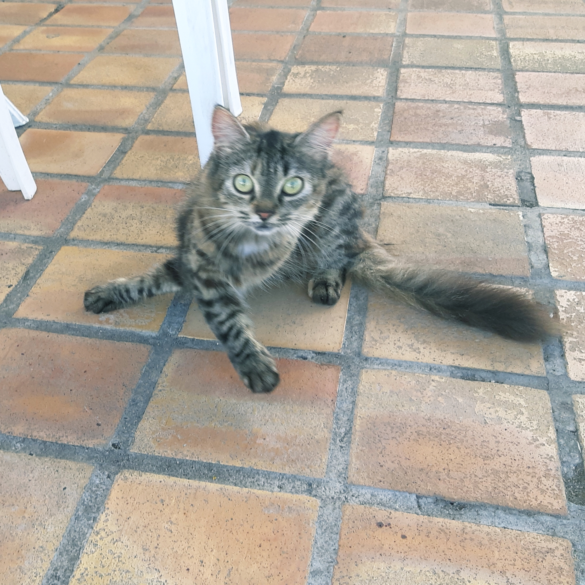 Cat in cafe Martinique