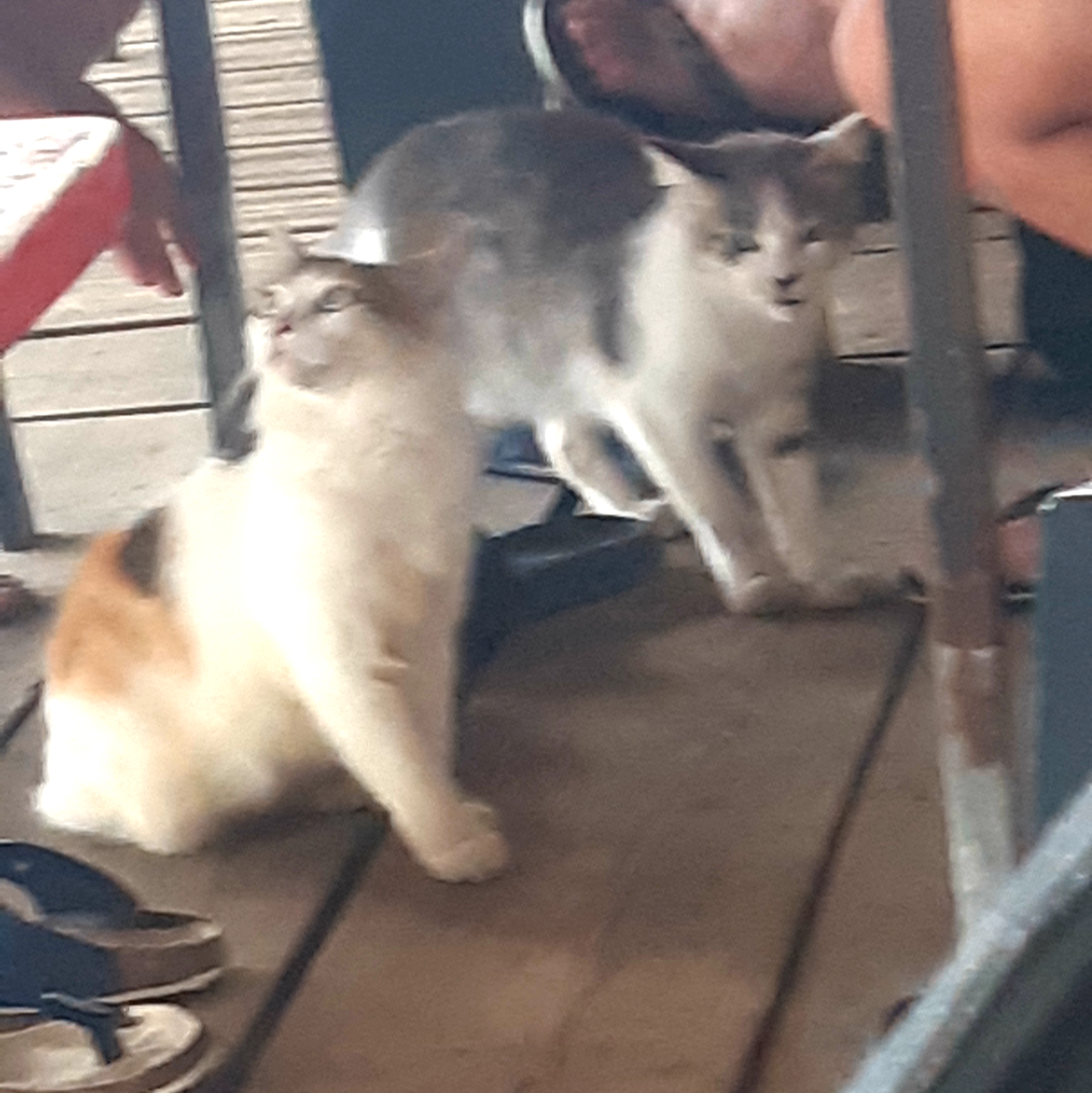 Cats in Martinique