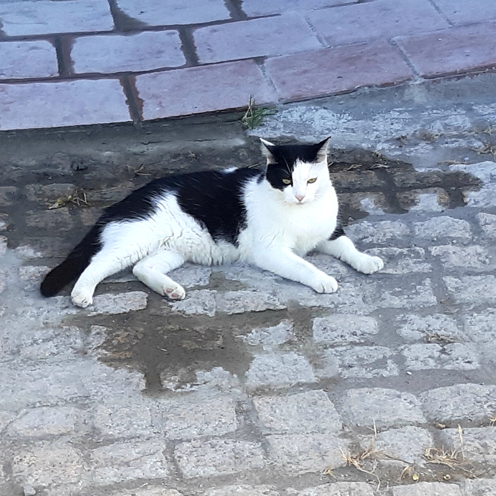 Cat in the street